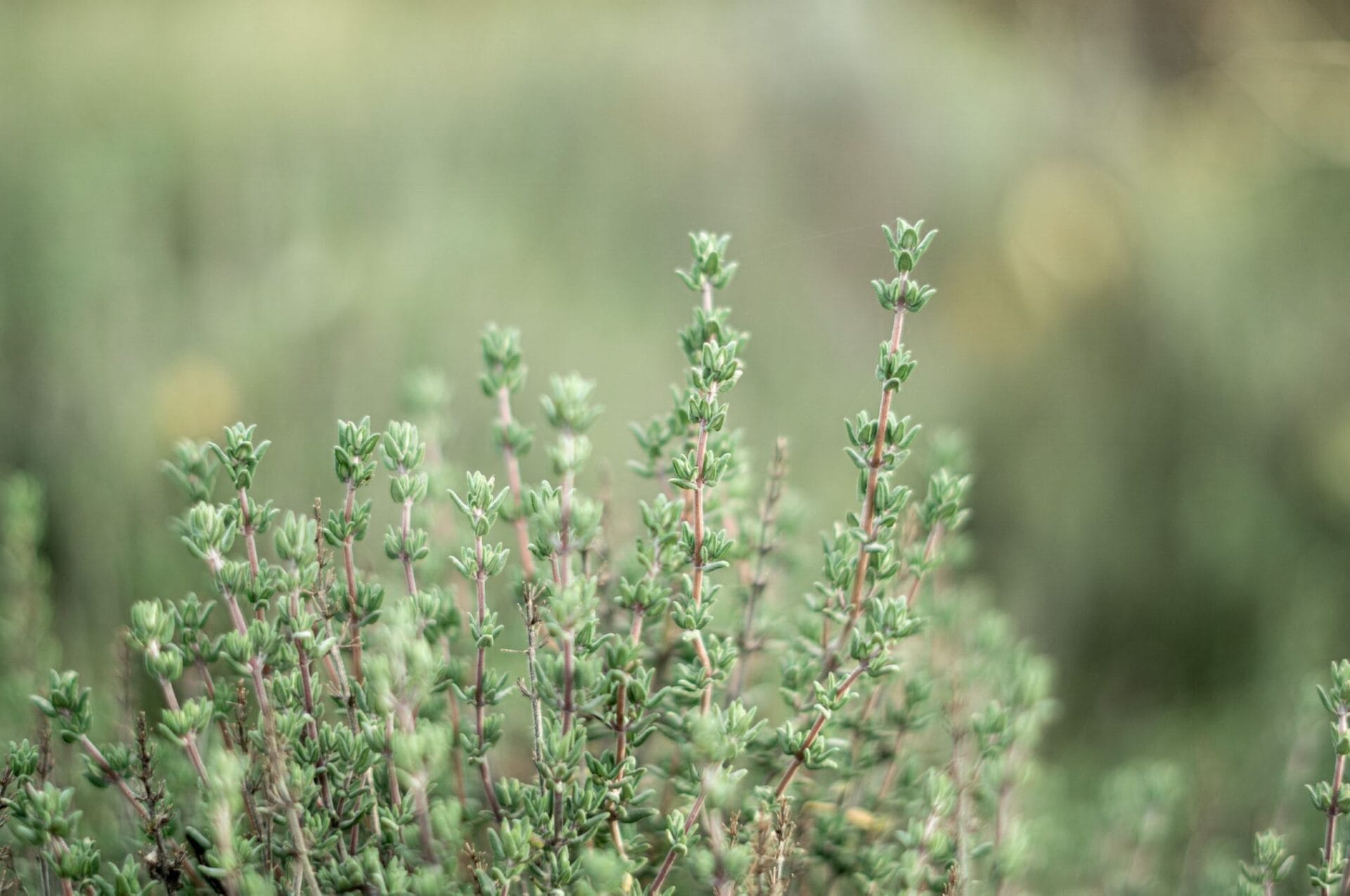 Plantas Para Fortalecer El Sistema Inmunológico – Tienda Soria Natural ...